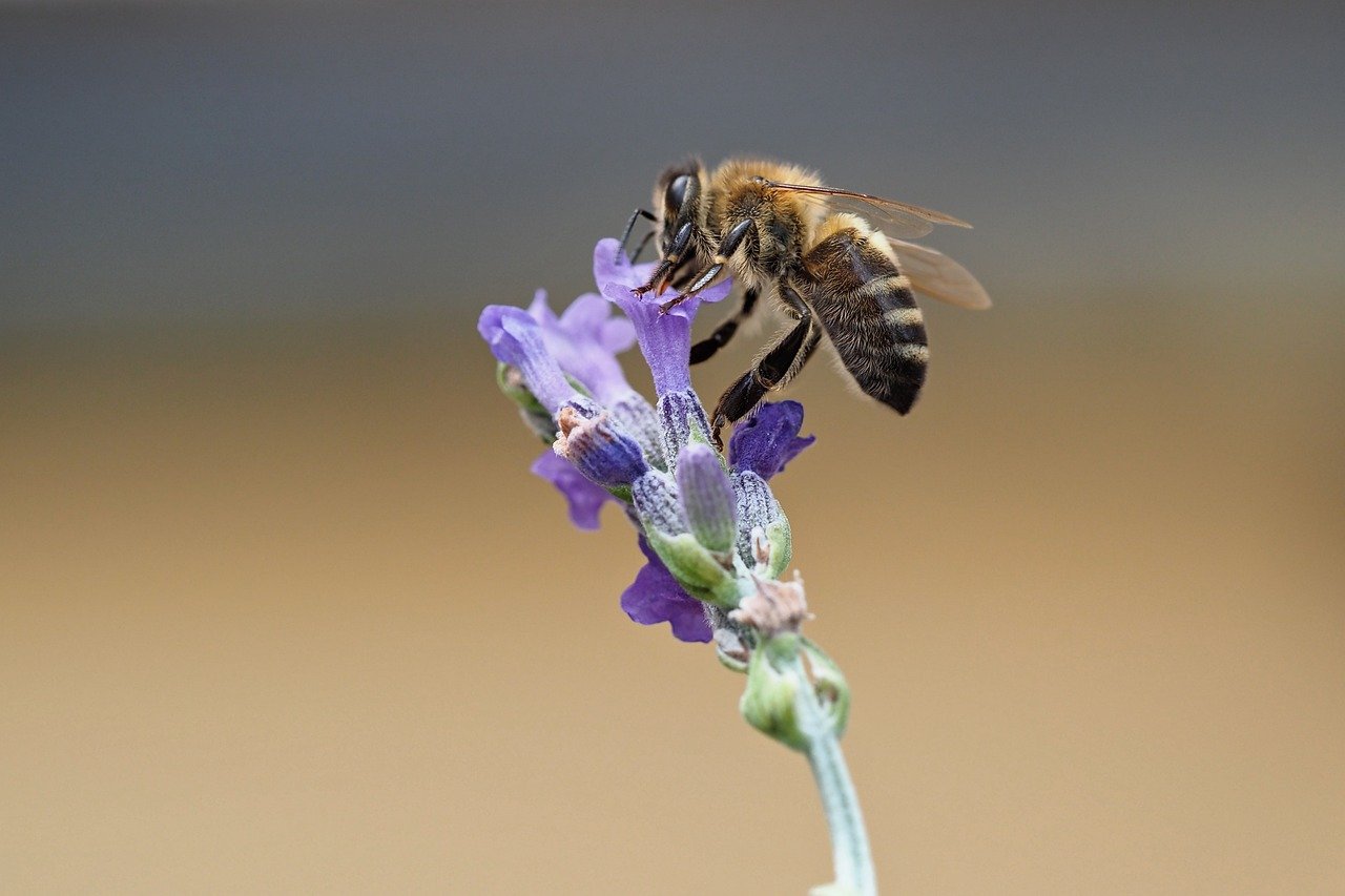 bee, pollinate, lavender, blossom, bloom, beautiful nature, insect, nature, nature wallpaper, macro, close up, hd wallpaper, nature background, desktop backgrounds