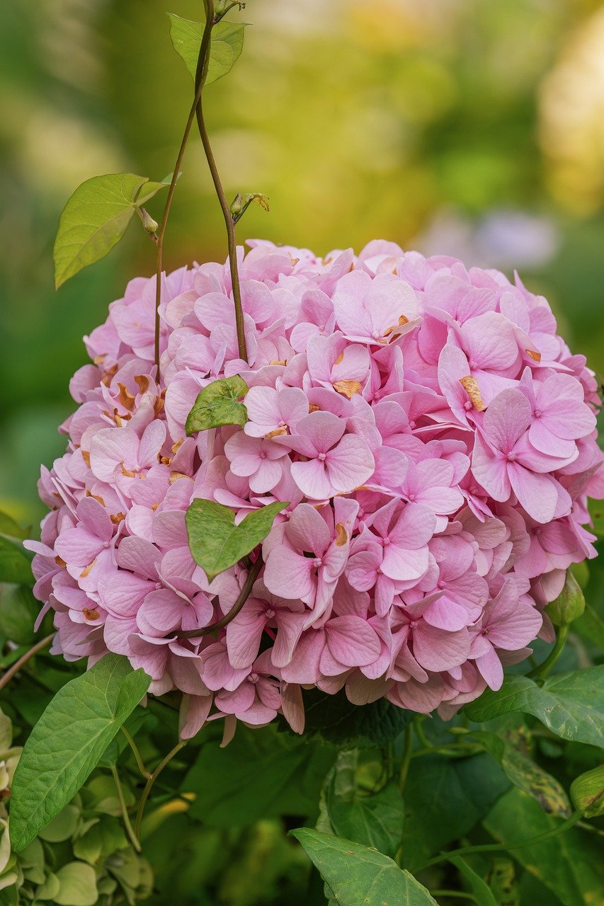 hortensia, nature, plant, garden, hydrangea, inflorescence, flora, leaf, green