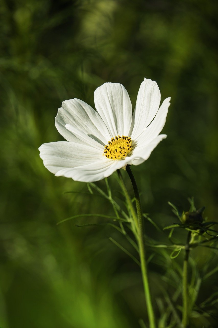 cosmea, nature, plant, jewelry basket, petals, close up, summer, cosmos flower, white
