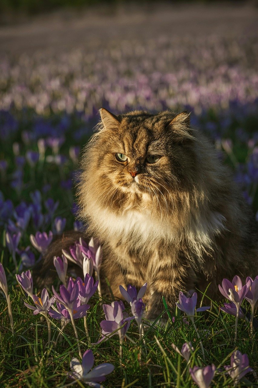 cat, animal, american forest cat, attentive, bloom, flower, sea of flowers, spring