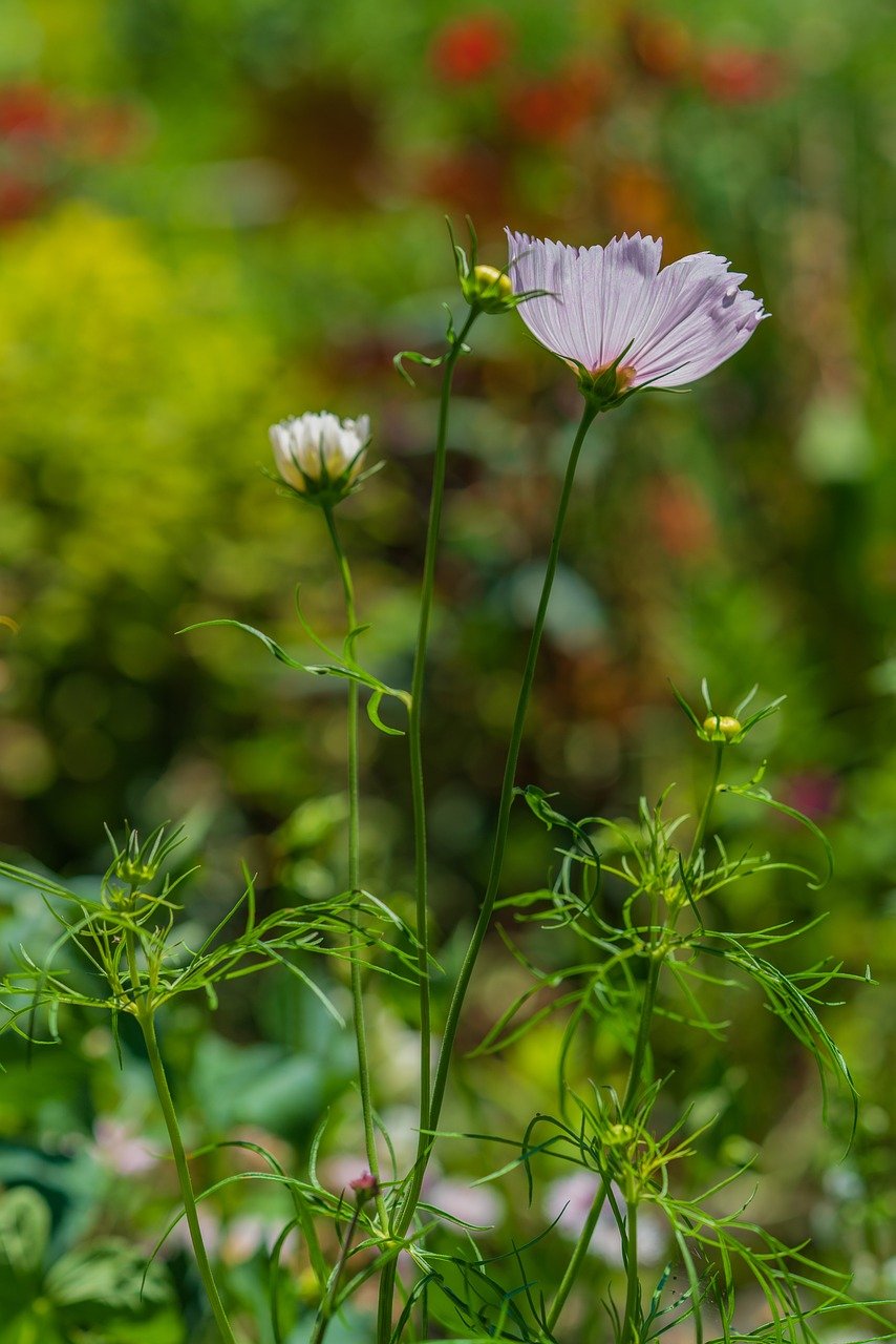 flower, blossom, bloom, petals, flora, nature, plant, light, garden
