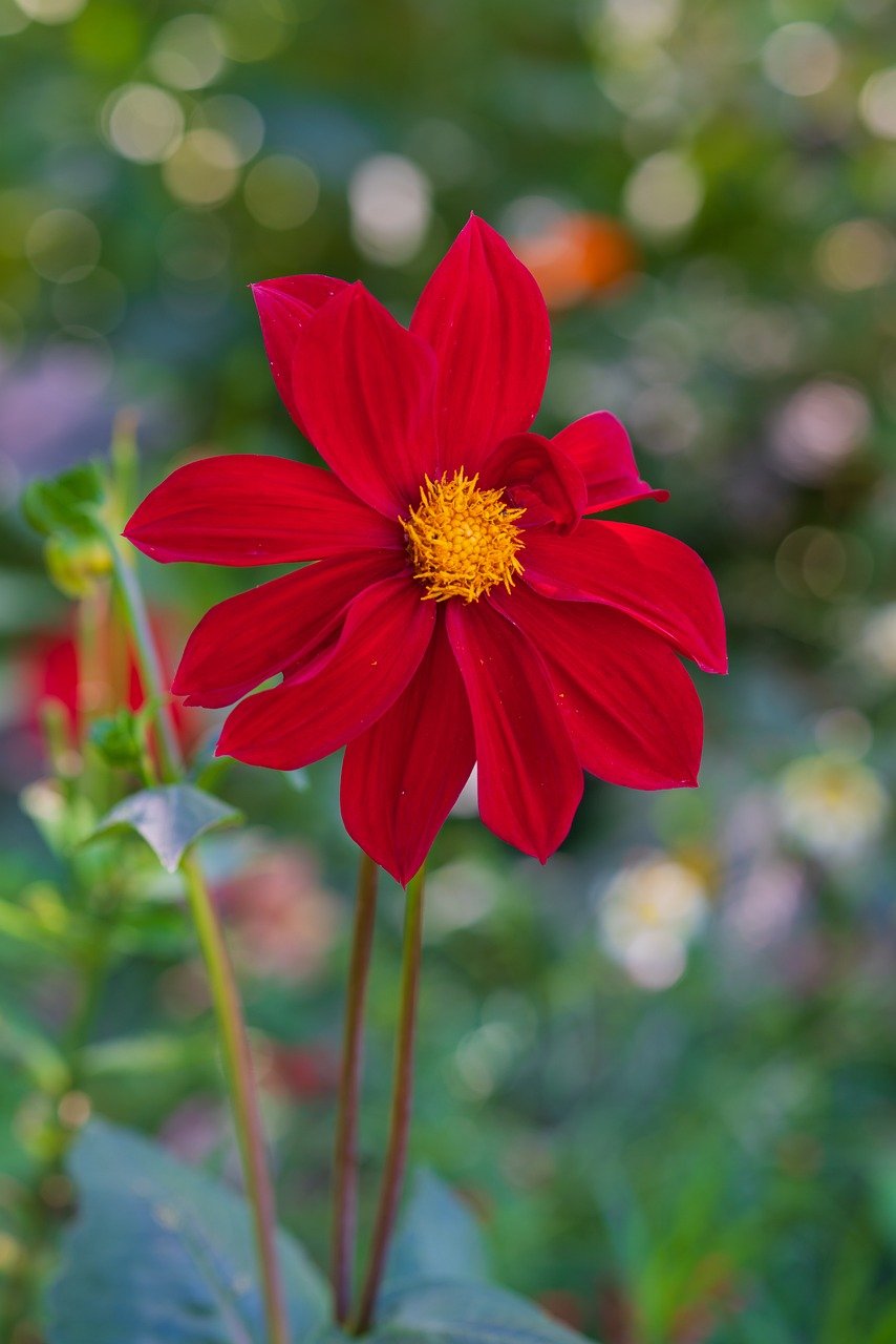 flower, blossom, bloom, flora, petals, plant, nature, mobile wallpaper, ipad wallpaper, iphone background