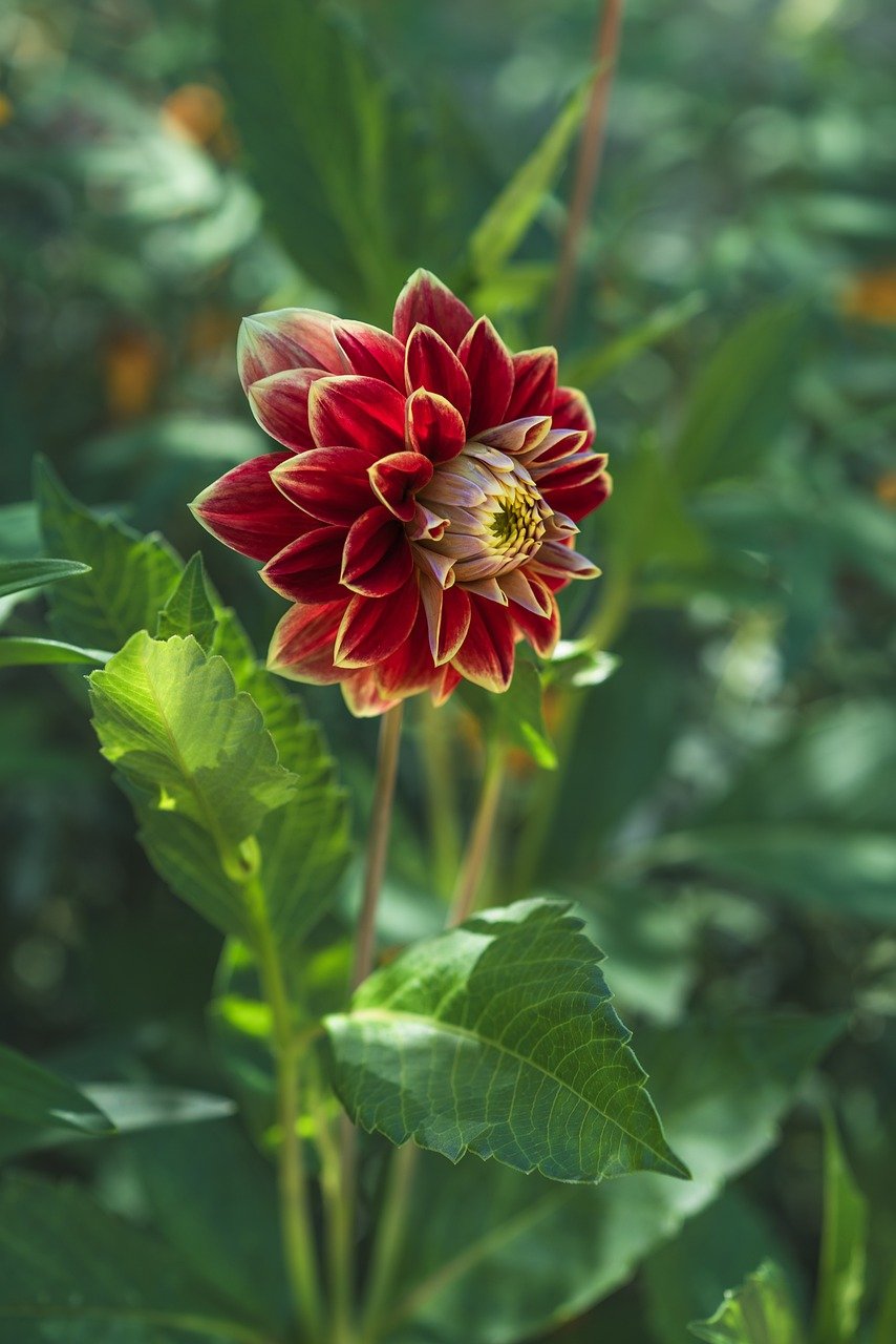 dahlia, blossom, bloom, flower, petals, flora, garden dahlia, summer, garden, mobile wallpaper, iphone wallpaper, ipad wallpaper