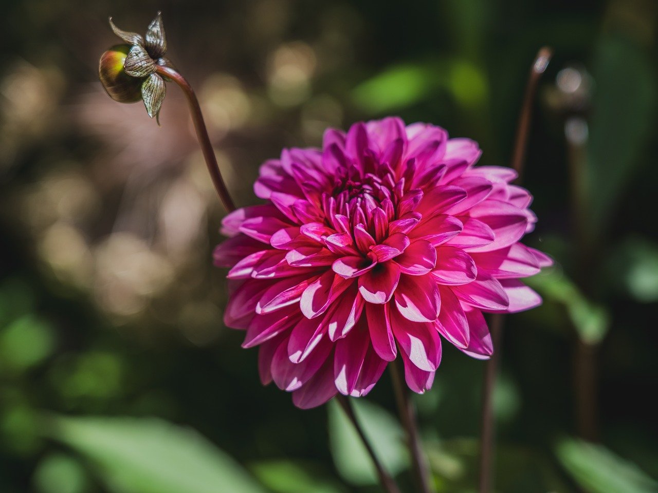 dahlia, beautiful flowers, blossom, bloom, petals, flora, flower, plant, flower background, garden dahlia, flower wallpaper, garden, nature, summer