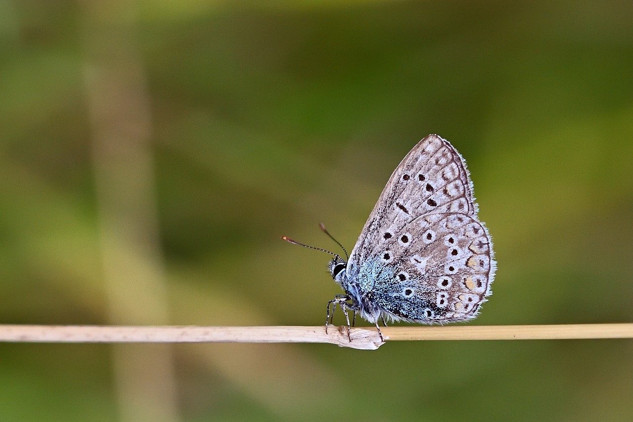 butterfly, common blue, meadow, butterflies, close up, summer, grass, wing, blade of grass, bluish, nature