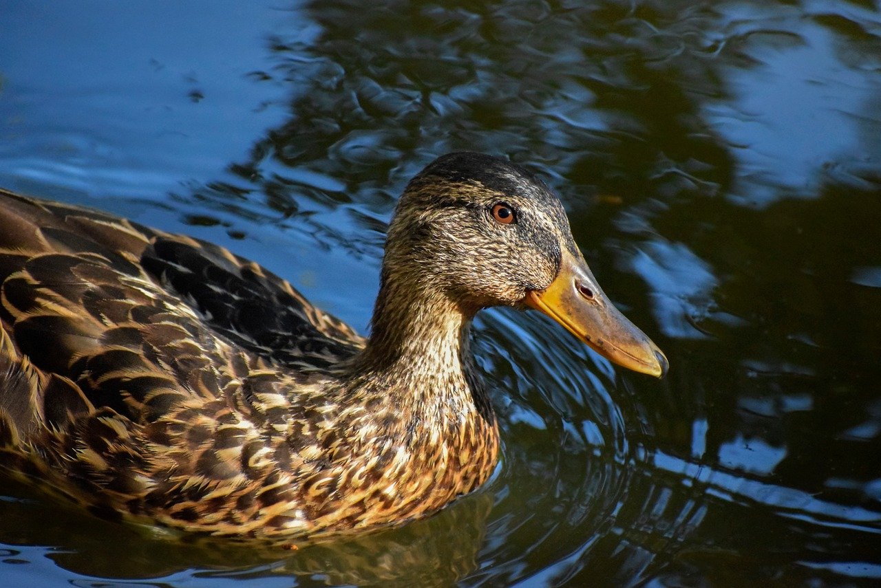 canard, mots croisés, portrait, nature