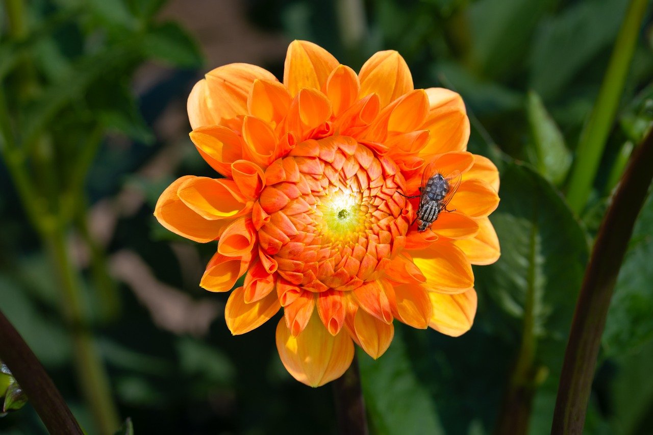 flower, dahlia, 4k wallpaper 1920x1080, 4k wallpaper, blossom, beautiful wallpaper, wallpaper hd, beautiful flowers, cool backgrounds, bloom, flora, botany, garden, nature, laptop wallpaper, free background, close up, wallpaper 4k, background, summer, yellow, floral background, free wallpaper, red, orange, flower background, windows wallpaper, summer flower, august, mac wallpaper, full hd wallpaper, desktop backgrounds, flower wallpaper, fly, hd wallpaper, insect, hd background