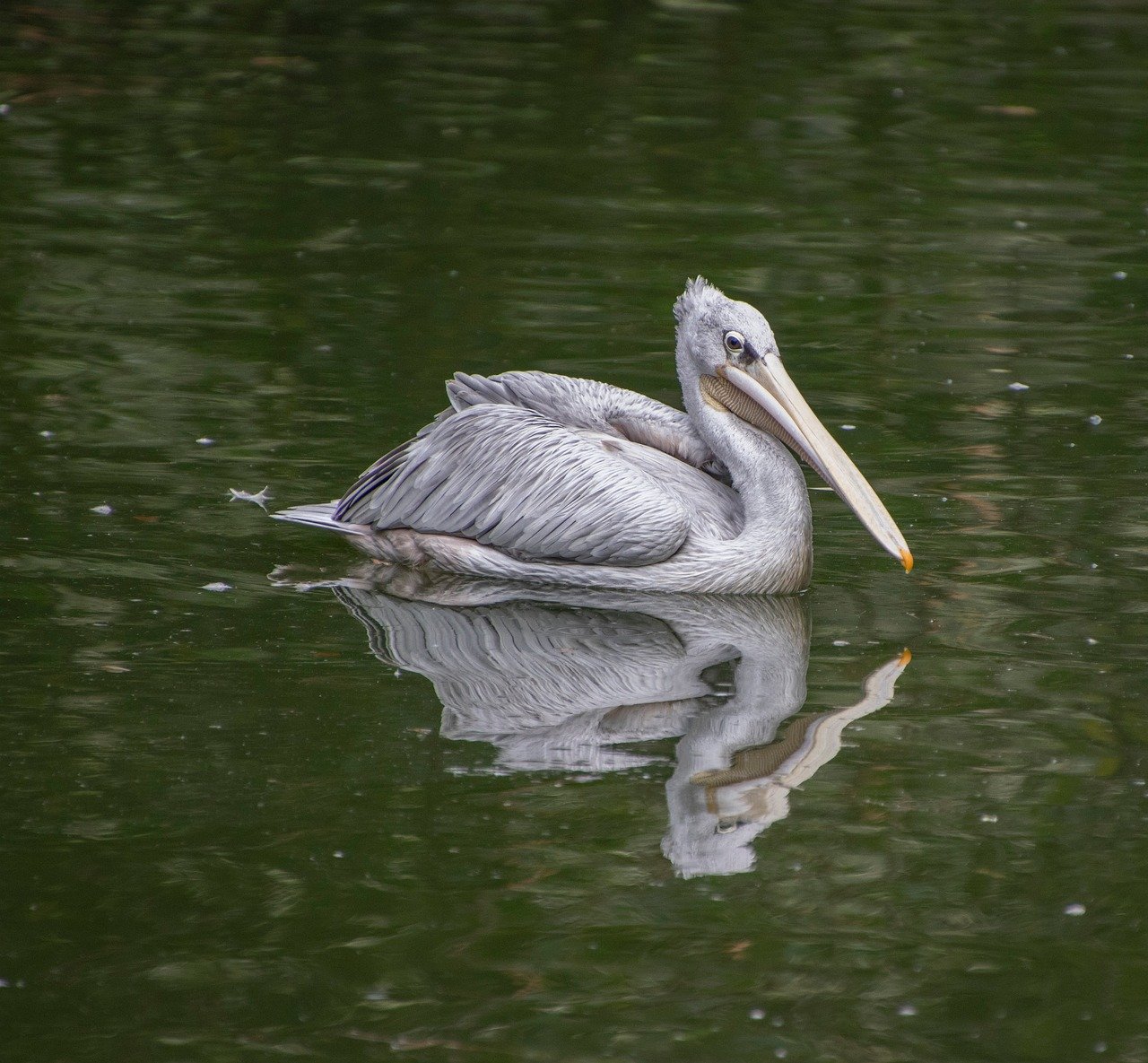 pelican, bird, animal, beak, plumage, waterbird, water, feathers, fauna, avian