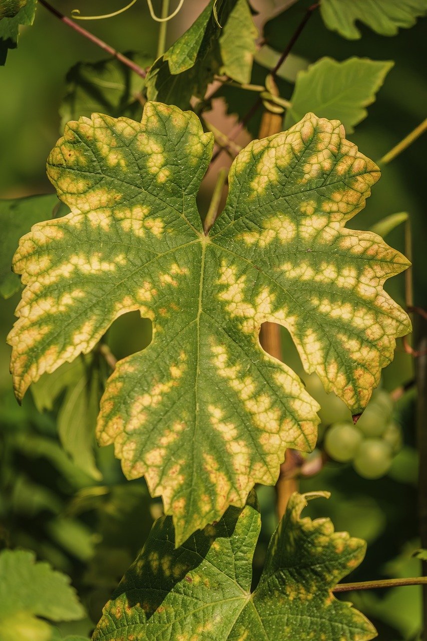 grape leaf, nature, plant, vine, wine, vineyard, leaf, autumn color, close up