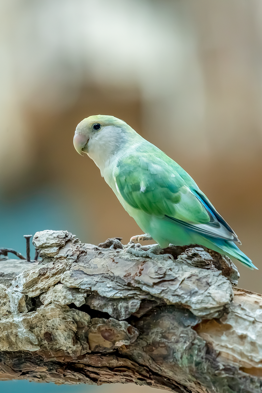 bird, parrot, feather, nature, photography