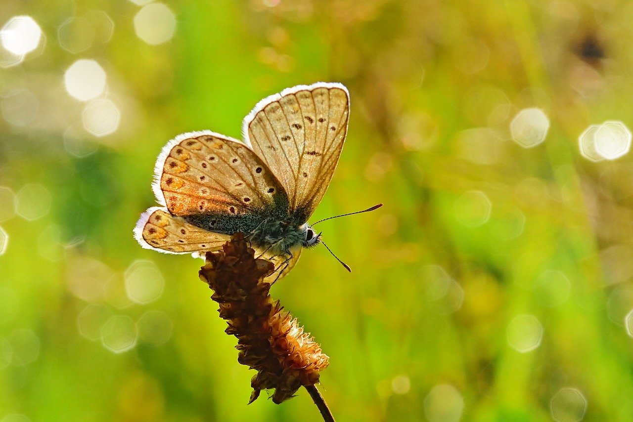 butterfly, common blue, meadow, butterflies, close up, summer, bluish, grass, wing, butterfly wings, sunrise, nature