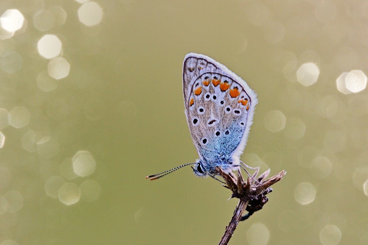 butterfly, common blue, butterflies, close up, bluish, summer, grass, wing, sunrise, butterfly wings, nature