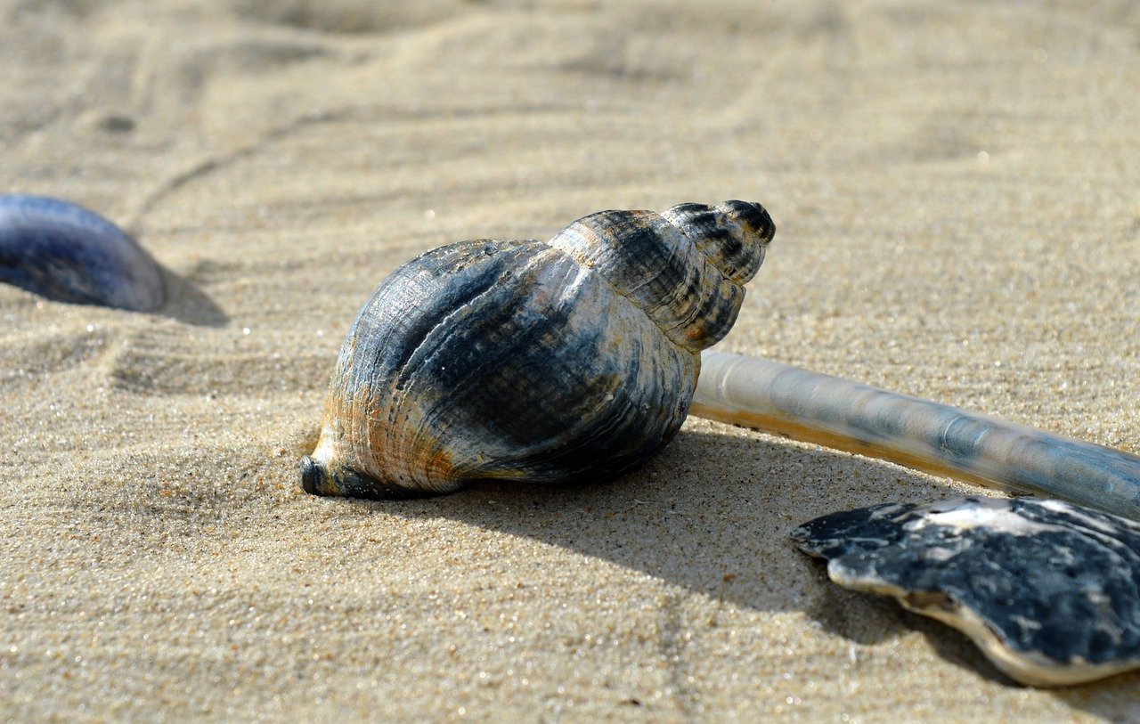 whelk, horn snail, sea animals, snail shell, casing, beach, coast, north sea coast, sandy beach, beach grass, sand, growth rings, shellfish