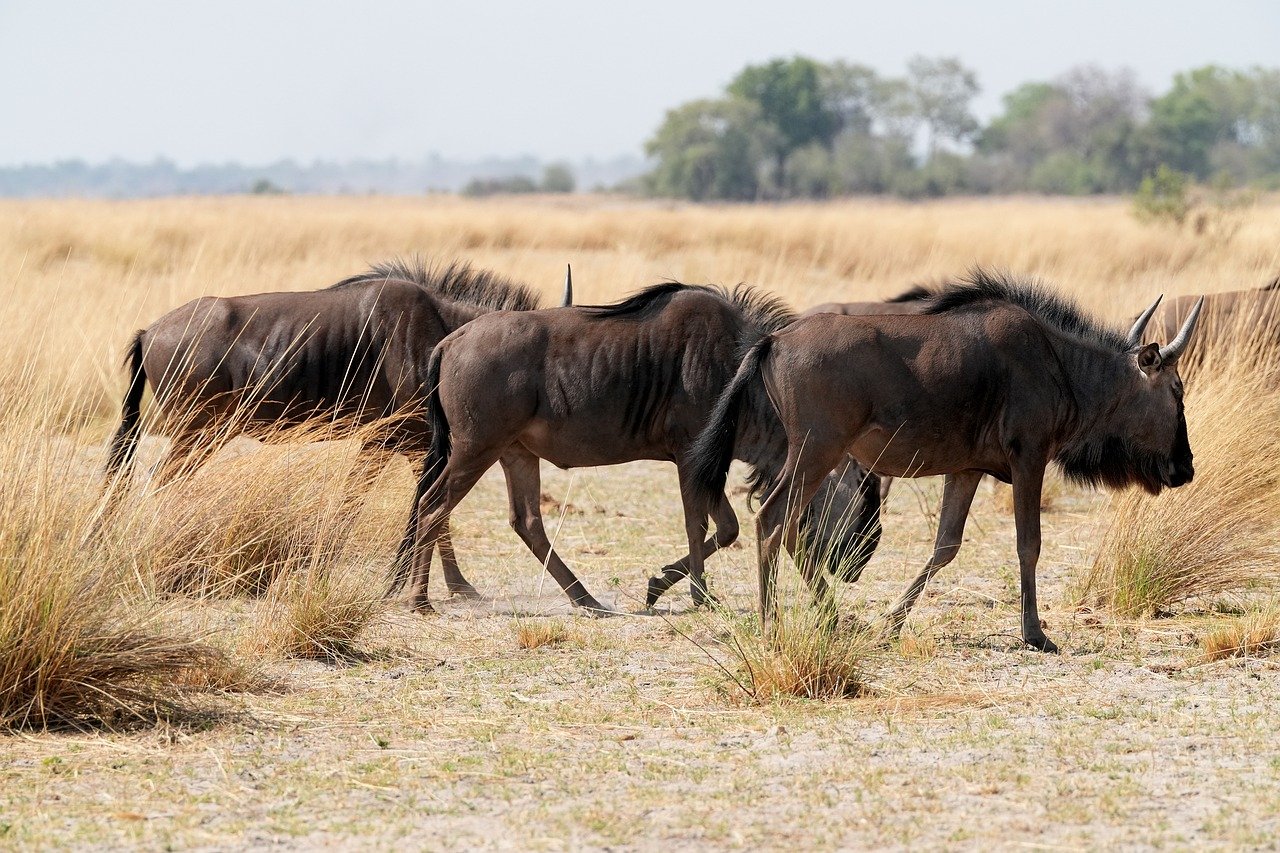 gnu, kudde, steppe, namibië, afrika, natuur, landschap