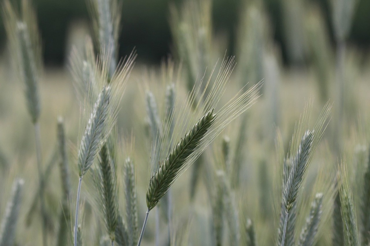 summer, nature, grain, agriculture, grain field, food