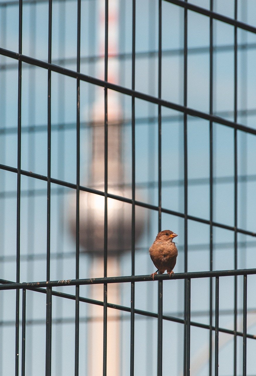 vták, vrabec, krásna tapeta, berlín, televízna veža, mriežka, príroda, pozadie, štruktúra, klietka, predloha, hd pozadie