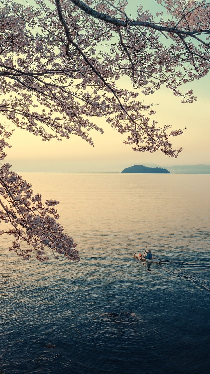 landscape, lake, lake biwa, island, spring, nature, sakura, canoe, early morning, japan