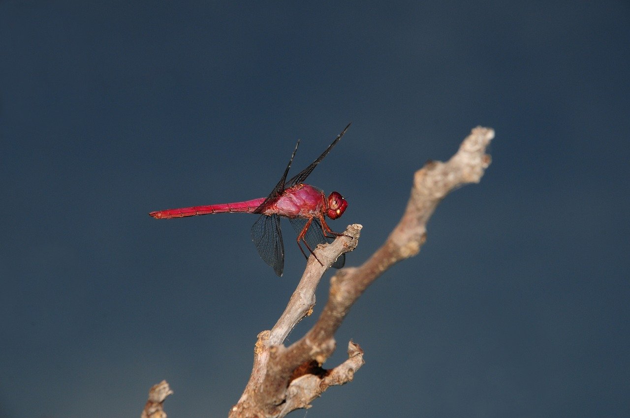 dragonfly, nature, insect, wings, wildlife, entomology