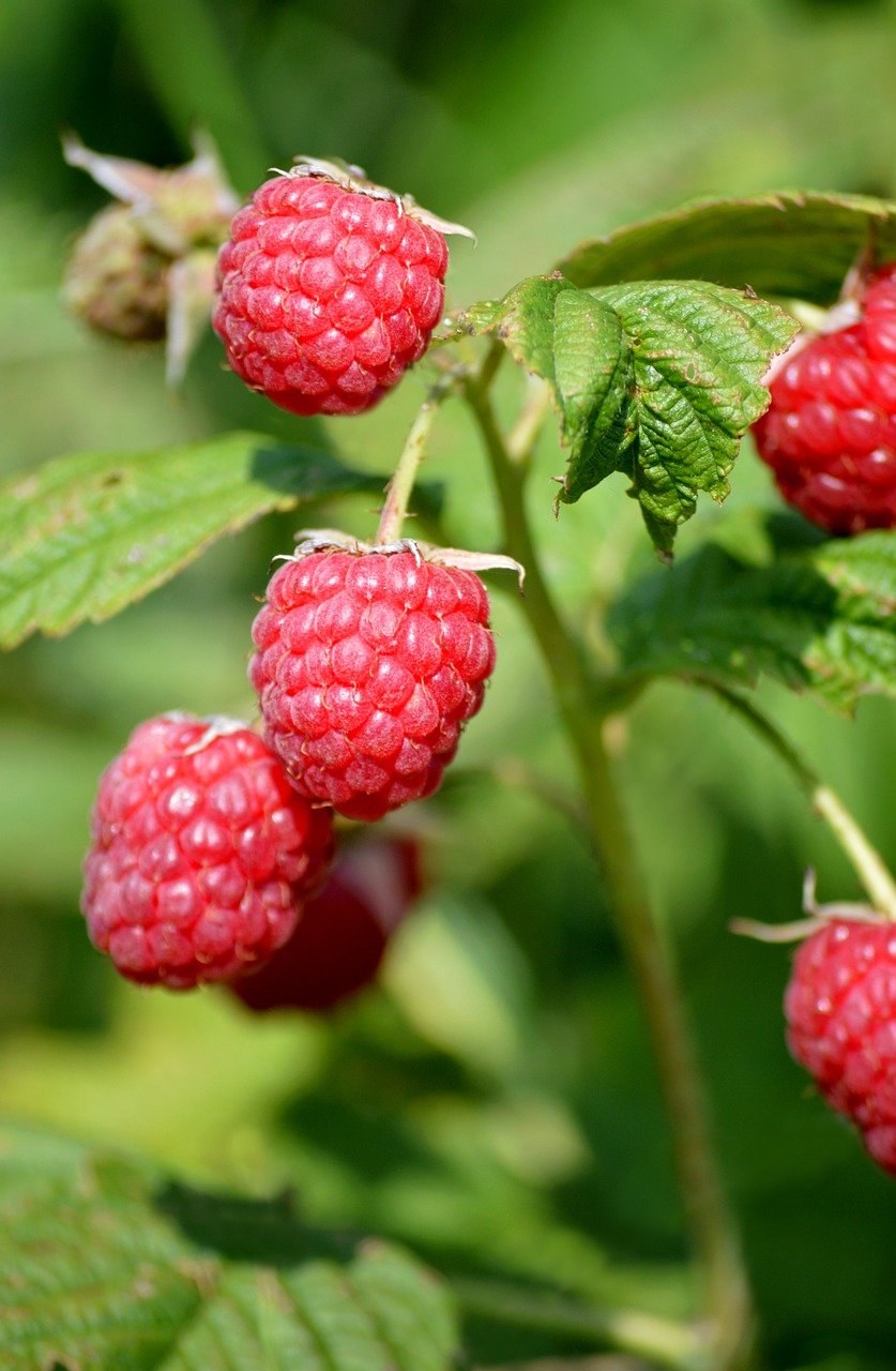 raspberries, garden plant, nature, red, fruit, ripe, yummy, healthy, berry bush, raspberry bush, leaves, red fruits, ripe raspberries, vitamins, to eat healthy food, fresh, cute
