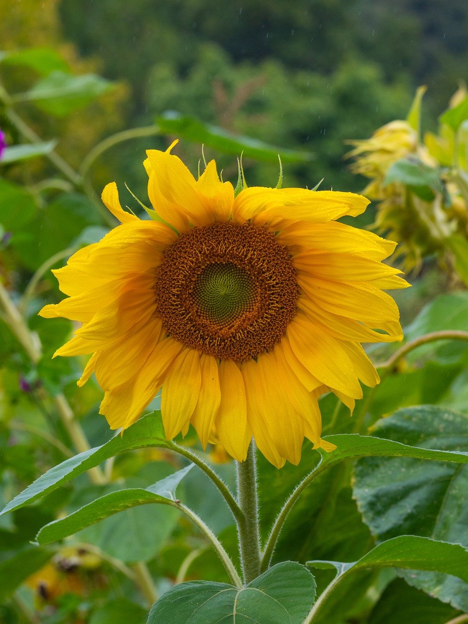 sunflower, flower, plant, yellow flower, petals, blossom, bloom, nature, background, close up, flower wallpaper, yellow, summer, vertical shot, nature wallpaper, 4k wallpaper, summer garden, flower garden