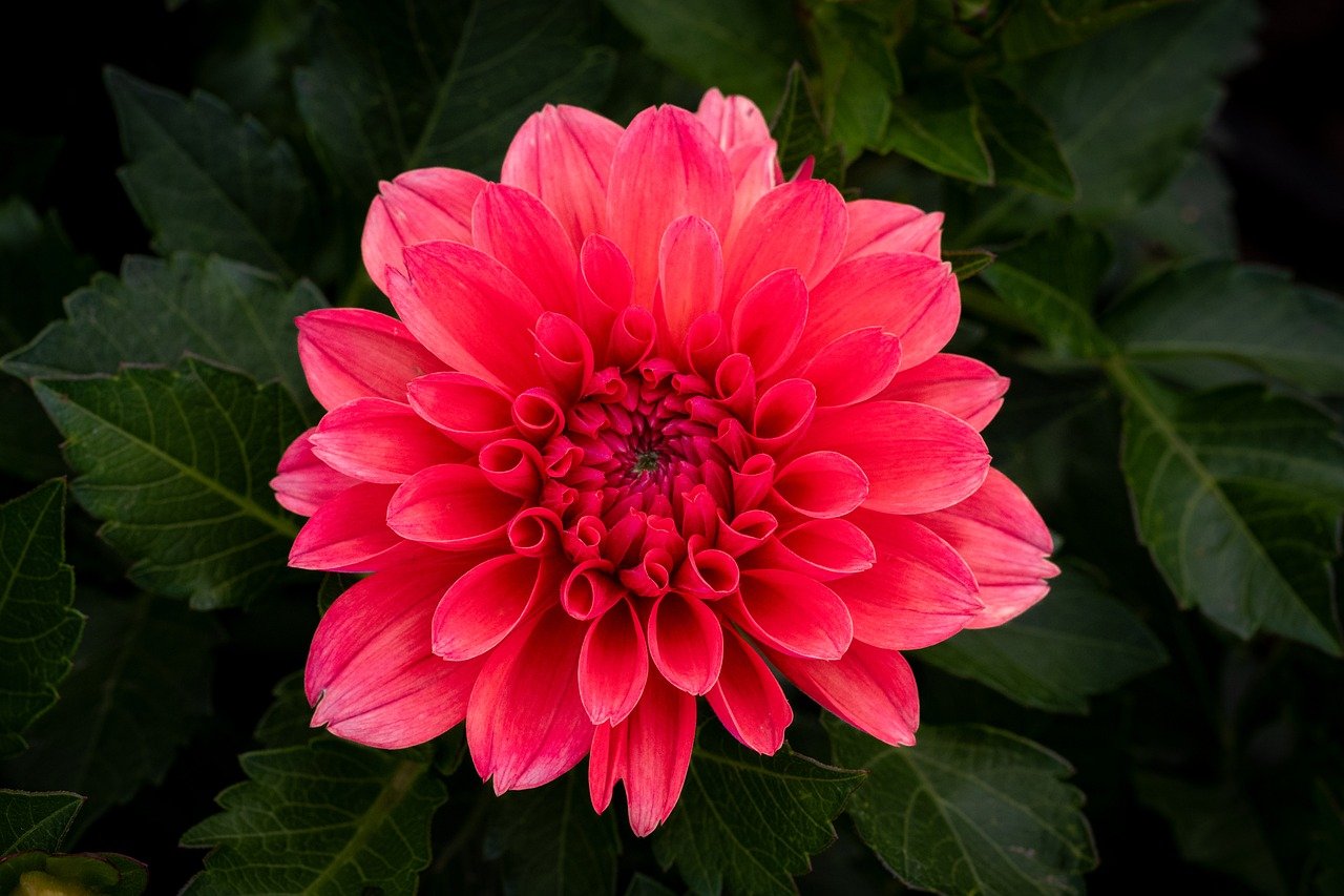 flower, dahlia, pink, blossom, bloom, flora, botany, garden, nature, close up, hd wallpaper, background, flower wallpaper, petals, floriculture, 4k wallpaper, laptop wallpaper, red, full hd wallpaper, mac wallpaper