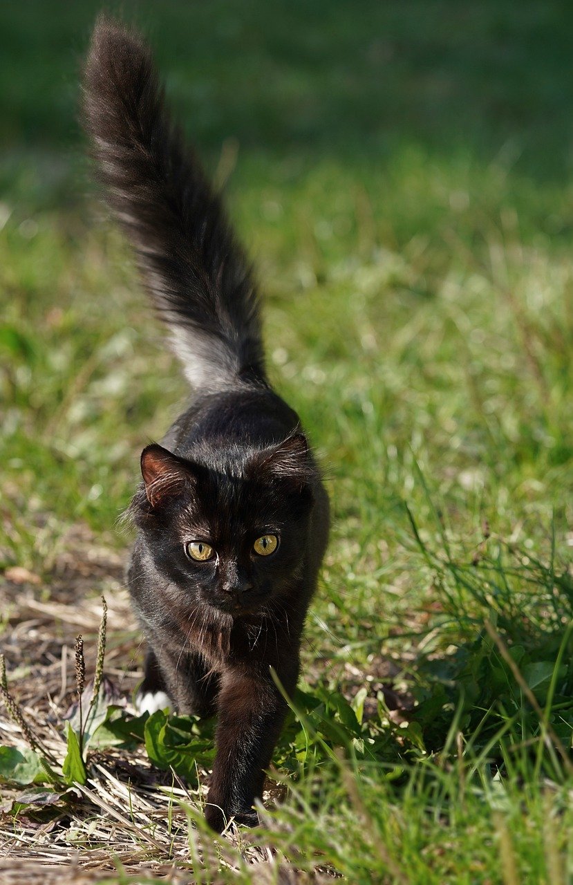 cat, black, market, phone wallpaper, look, cute, hair, feline, animal, domestic animal, domestic, pet, mammal, animal world, wallpaper, desktop picture, hintergrundsbild, yk