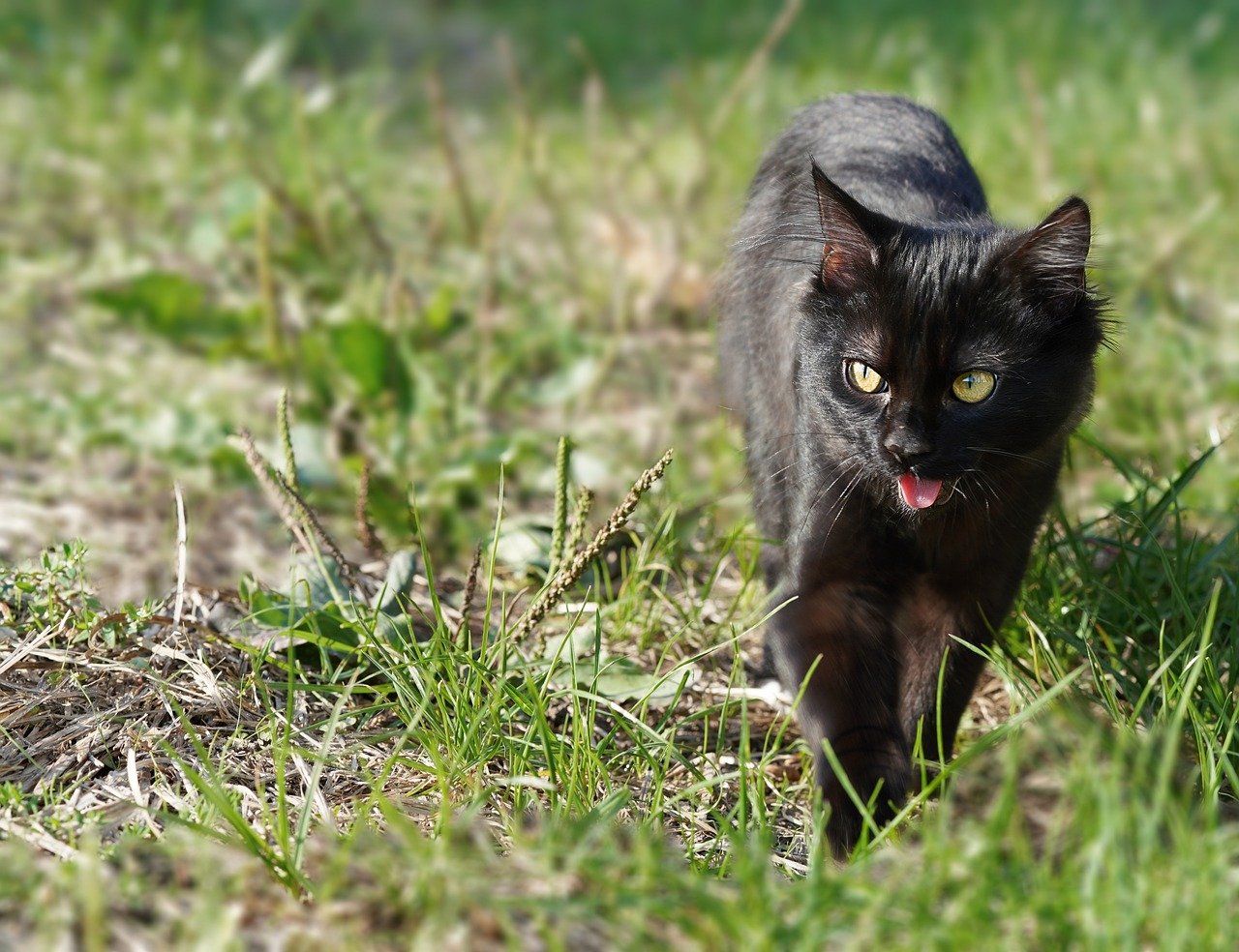 cat, hd wallpaper, the black, meow, to see, cute, feline, animal, domestic animal, national, pet, mammal, wallpaper, desktop picture, hintergrundsbild, yk