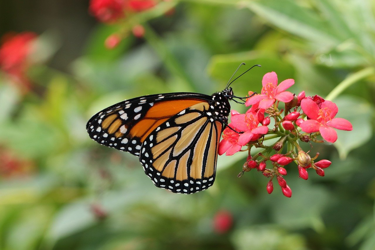 butterfly, bug, nature, wings, animal, macro, tropical butterflies, monarch, butterfly garden, fauna, colorful, monarch butterfly