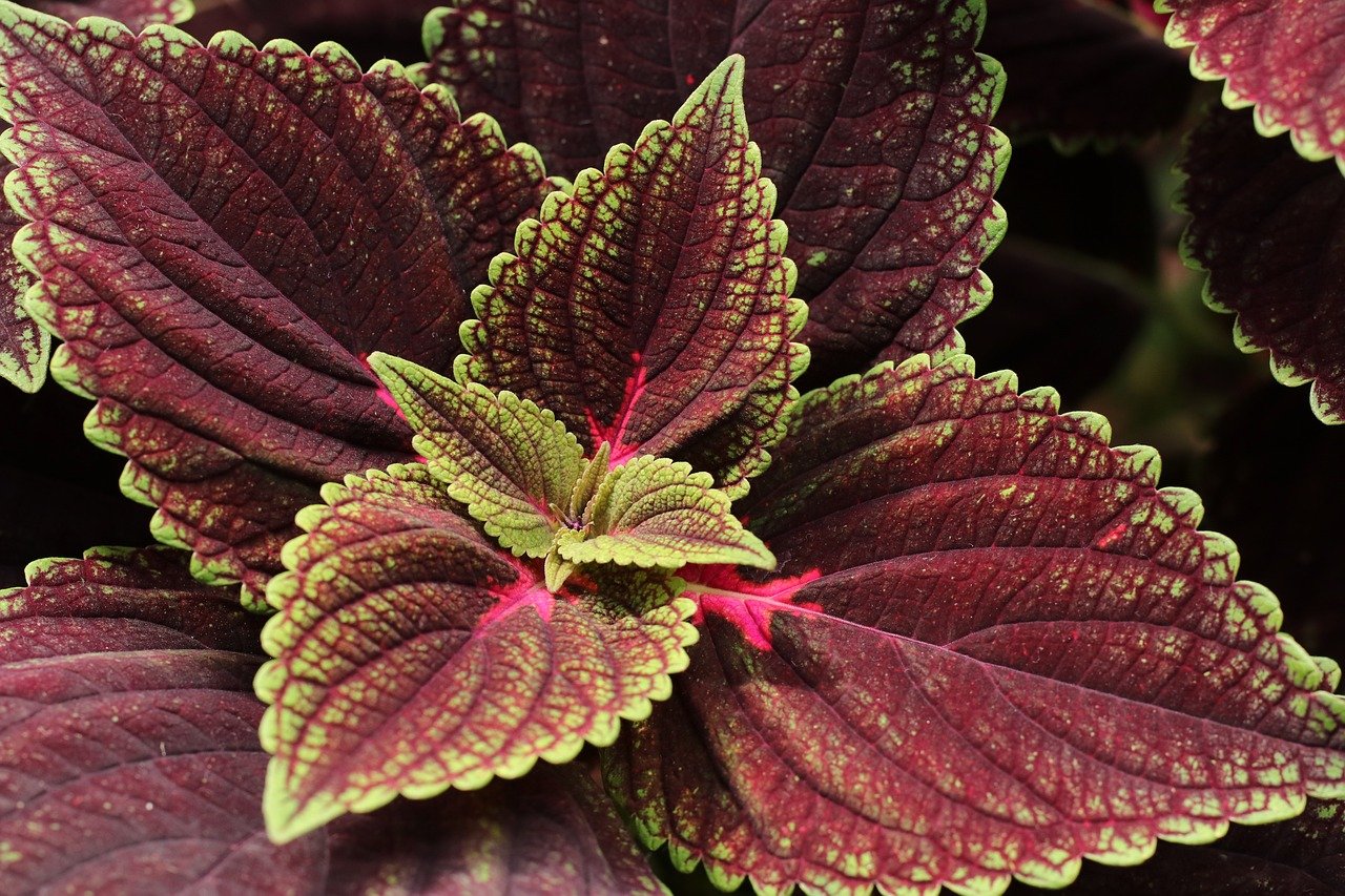 plants, foliage plants, leaves, sheet, brightly colored leaves, colorful, coleus, tropical plants, subtropical foliage plants, detail, nature, brightly colored ornamental plant, flora, botany, decorative plants, background, desktop backgrounds