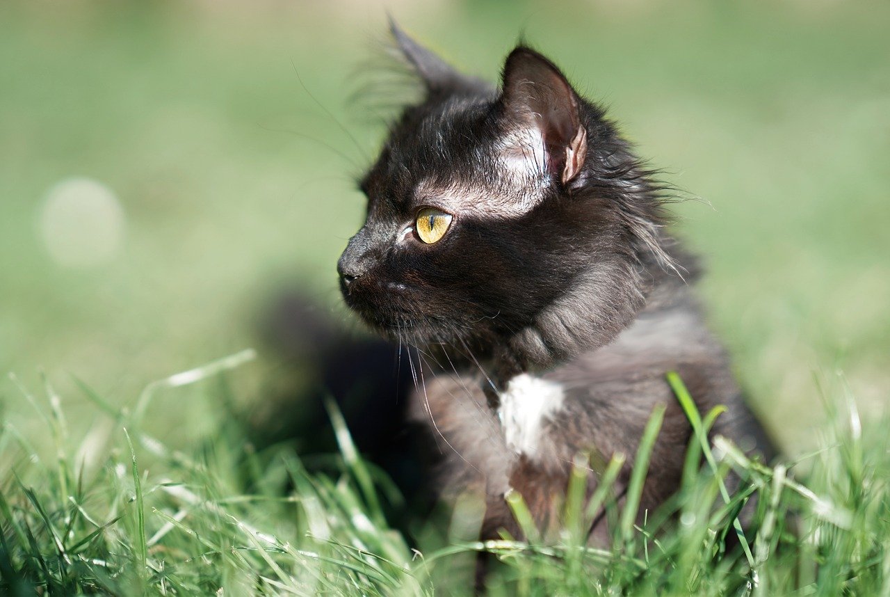 cat, black, lying, look, cute, hd wallpaper, hair, feline, animal, domestic animal, domestic, pet, mammal, animal world, wallpaper, desktop picture, hintergrundsbild, yk