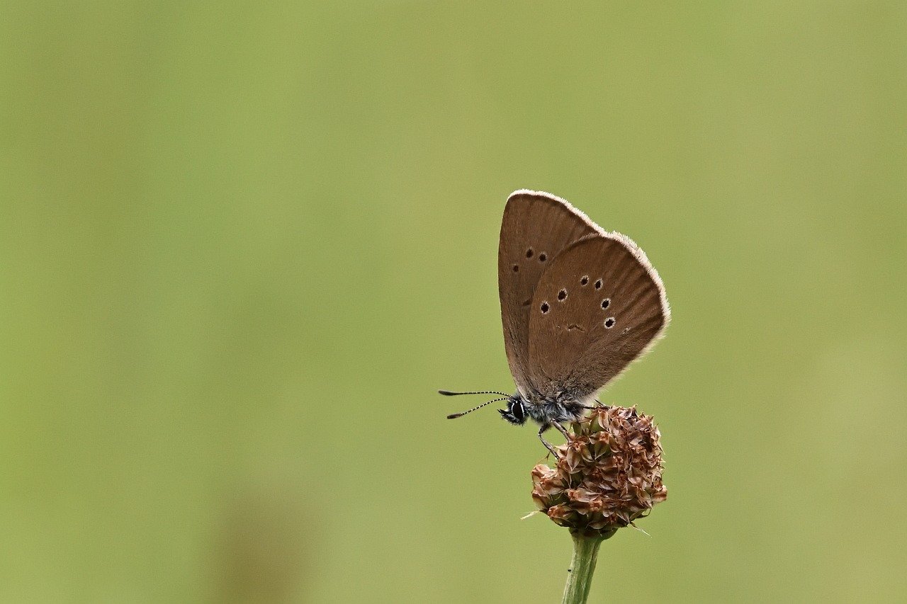 butterfly, burnet blue ant blue, wiesenknopf, meadow, summer, close up, wing, butterflies, bluish, butterfly wings, ant-blue, hd background, nature