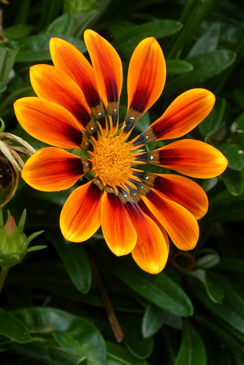 flower, gazania, nature, garden, blossom, flora, botany, petals, summer, orange, vegetable, afternoon gold, bedding plant