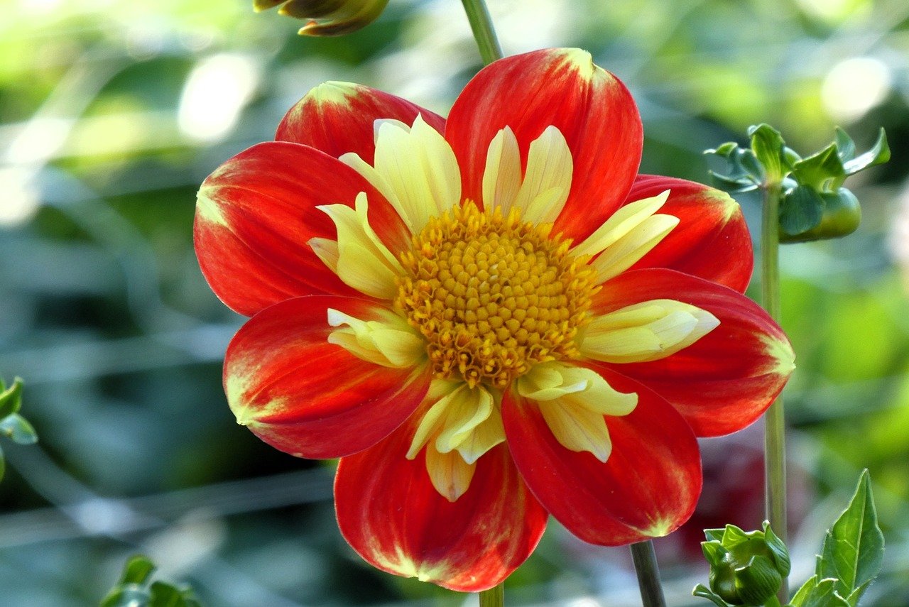 dahlia pooh, dahlia, flora, petals, flower, vegetable, detail, collar dahlia, collarette dahlia, root vegetable
