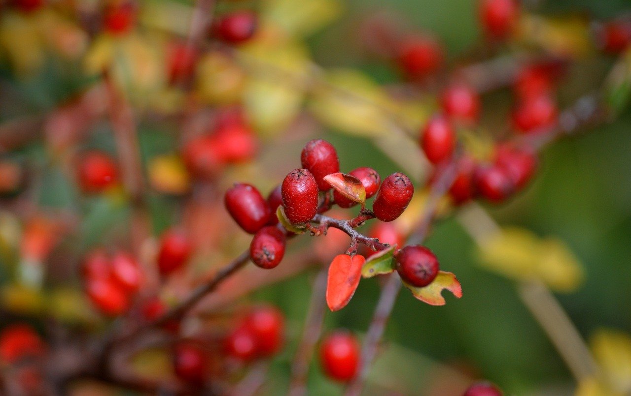 bulky cotoneaster, shrub, red berries, bulky loquat, cotoneaster divaricatus, red fruity, pome fruit family, medlar, fruit, medlar fruit, nature, wild fruit, plant, botany, woody, fall, dwarf medlars, ornamental wood, ornamental plant, single wood, border grove, nature wallpaper