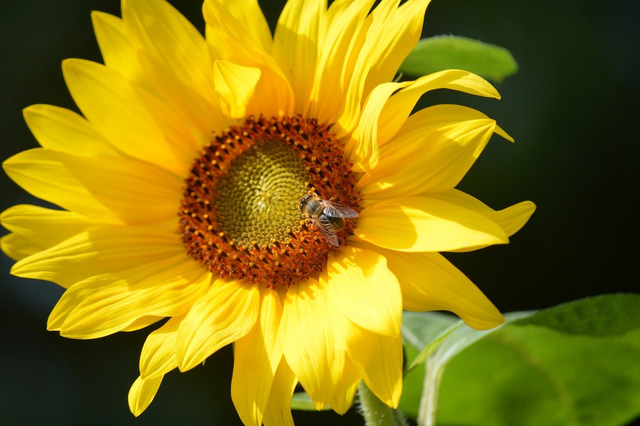bee, honey bee, pollen, nectar, foraging, insect, animal, sunflower, blossom, bloom, plant, nature, yellow, summer, close up, petals, nature wallpaper, flower wallpaper, wildlife, tubular flowers, hd wallpaper, animal world