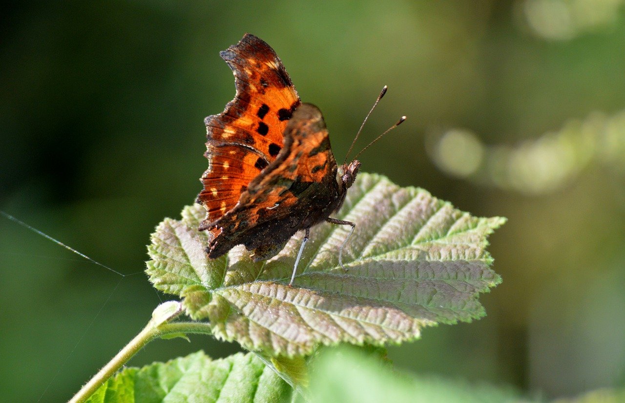 butterfly, c falter, edelfalter, butterflies, insect, sensor, wing, nature, animal, fauna, leaf, wildlife, leaves, blackberry leaves, animal world, entomology, nature wallpaper