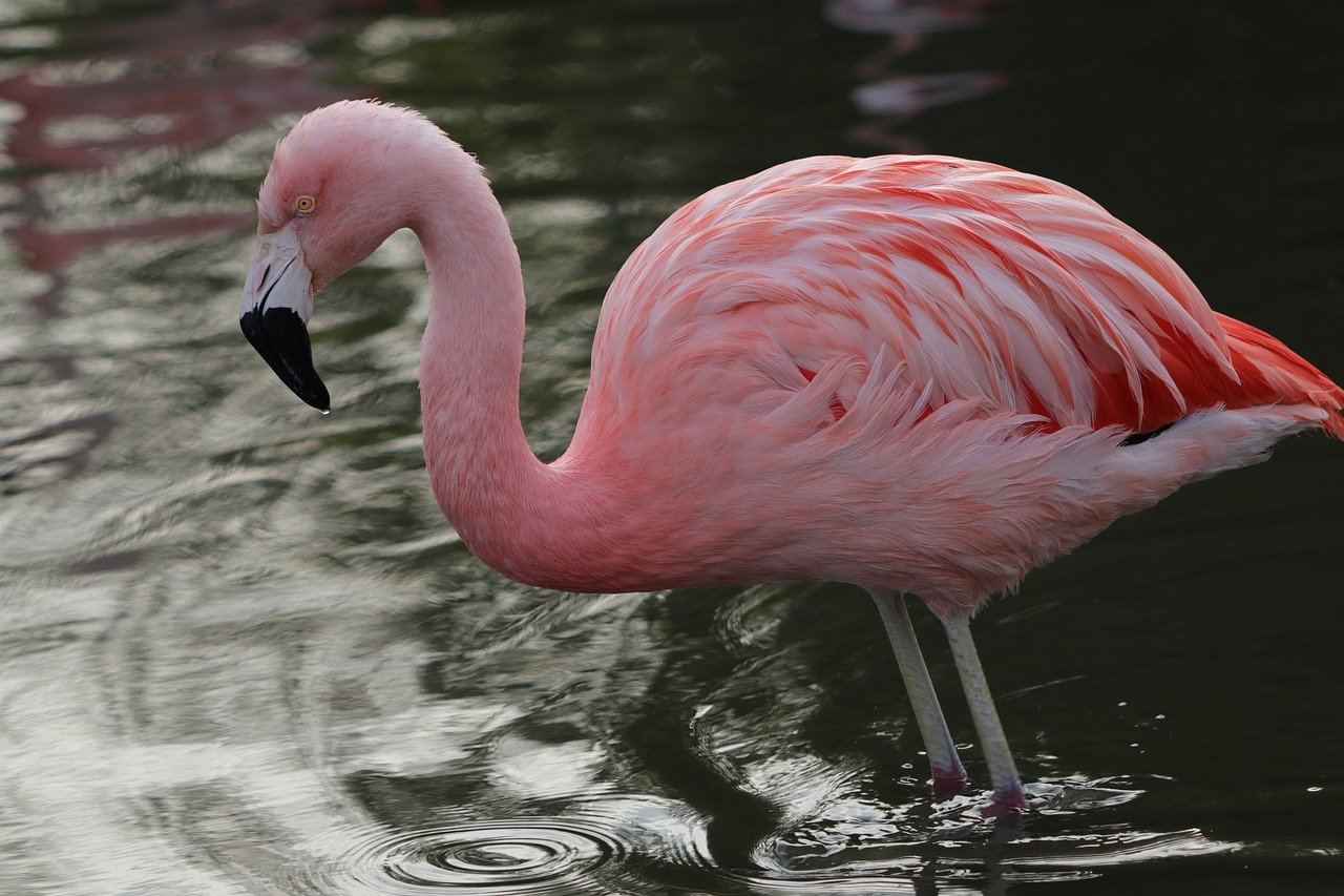 flamingo, bird, feathers, pink feathers, pink plumage, pink bird, ornithology, detail, exotic bird, fauna, animal world, background, desktop background, nature, colorful