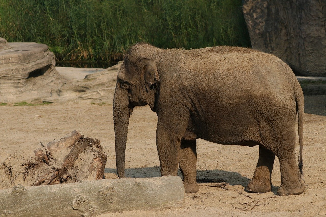 elephant, asian elephant, animal, detail, mammal, nature, elephant maximus, herbivore, fauna, protected species