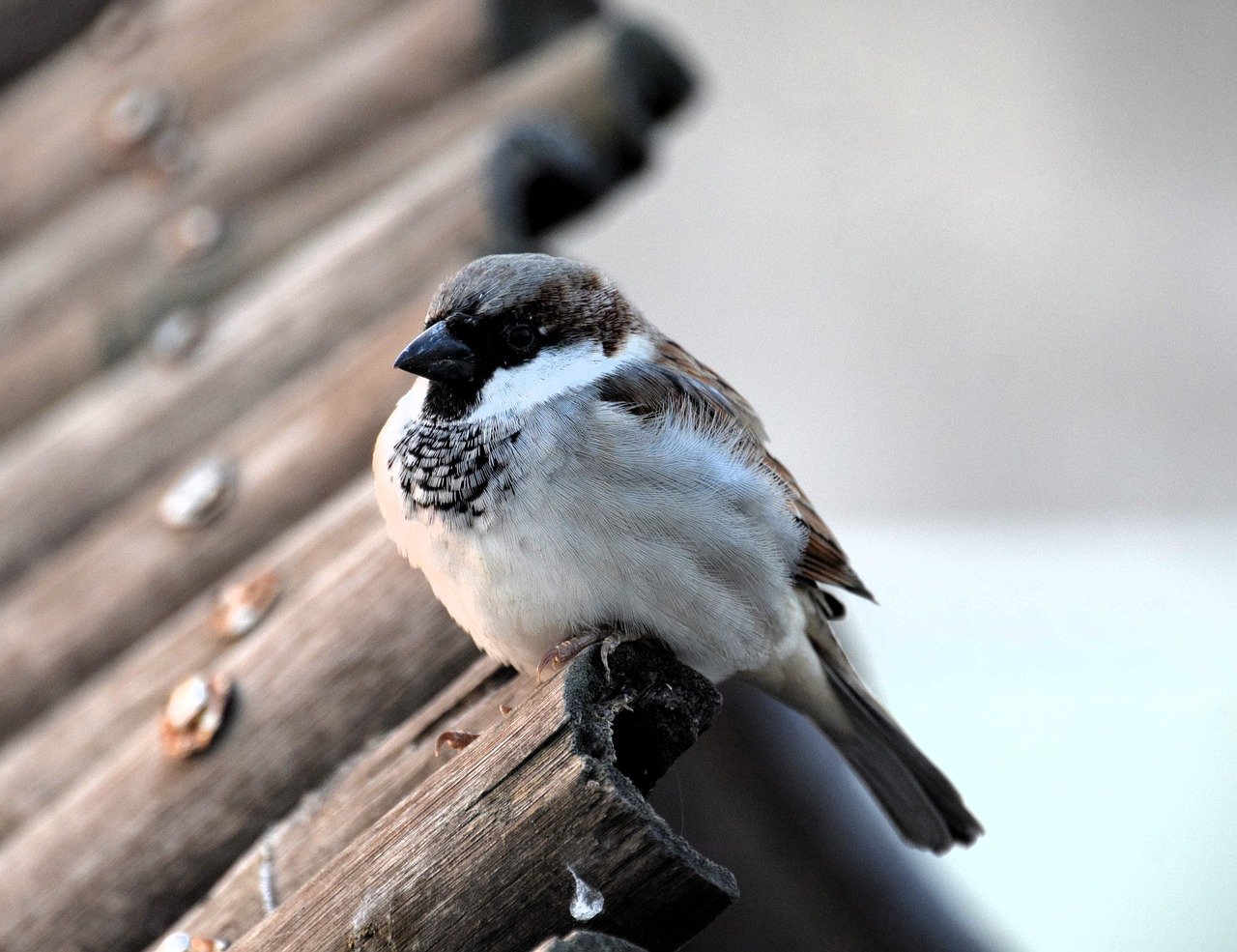 house sparrow, male sparrow, sparrow, bird, animal, nature, plumage, feathers, beak, wildlife, sperling, male, perched, sitting, ornithology, avian, songbird, fauna, species, birding