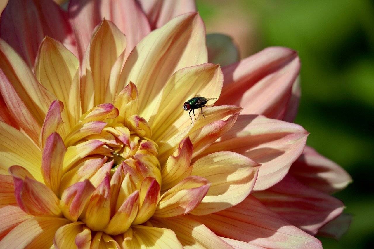 dahlia, wallpaper hd, mac wallpaper, blossom, floral background, bloom, housefly, laptop wallpaper, windows wallpaper, petals, full hd wallpaper, multi coloured, free wallpaper, cool backgrounds, 4k wallpaper, 4k wallpaper 1920x1080, insect, beautiful wallpaper, desktop backgrounds, free background, beautiful flowers, hd wallpaper, background, wallpaper 4k, nature