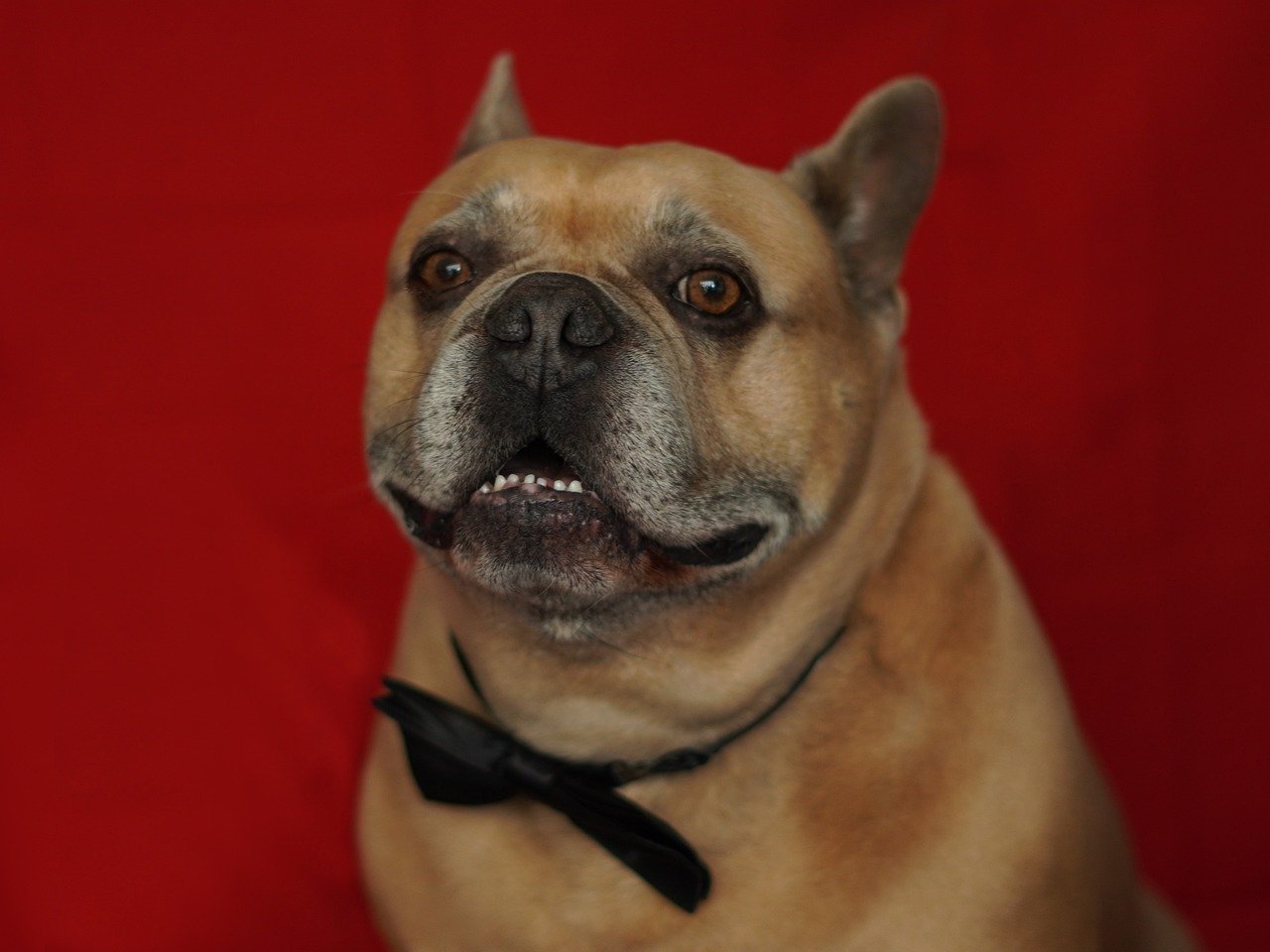 dog, animal, french bulldog, bulldog, red background, noble, fancy, festive, valentine's day, love, heartbreaker, emotions, faithful friend