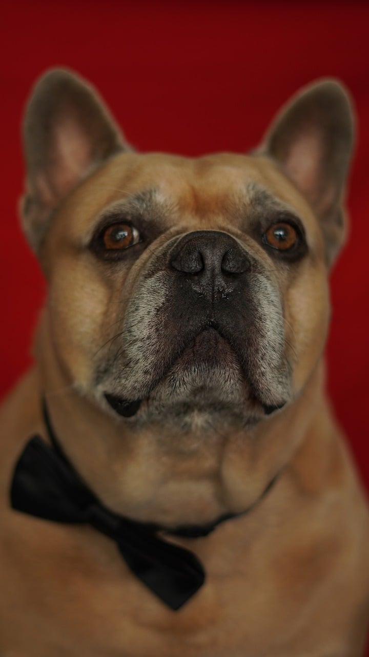 french bulldog, dog, animal, red background, heartbreaker, love, emotions, fancy, festive, valentine's day, romantic