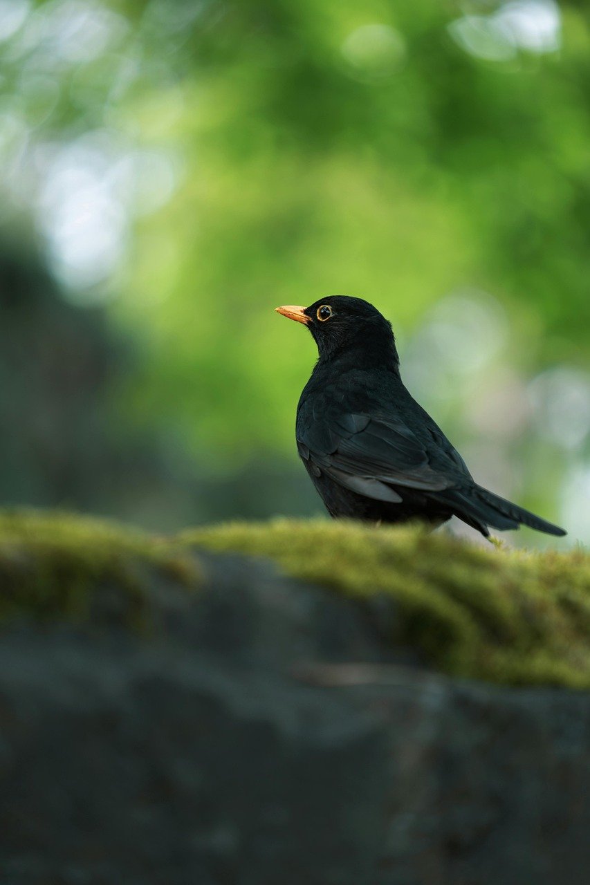 blackbird, bird, nature, animal, bird watching, songbird, beak, plumage, ornithology