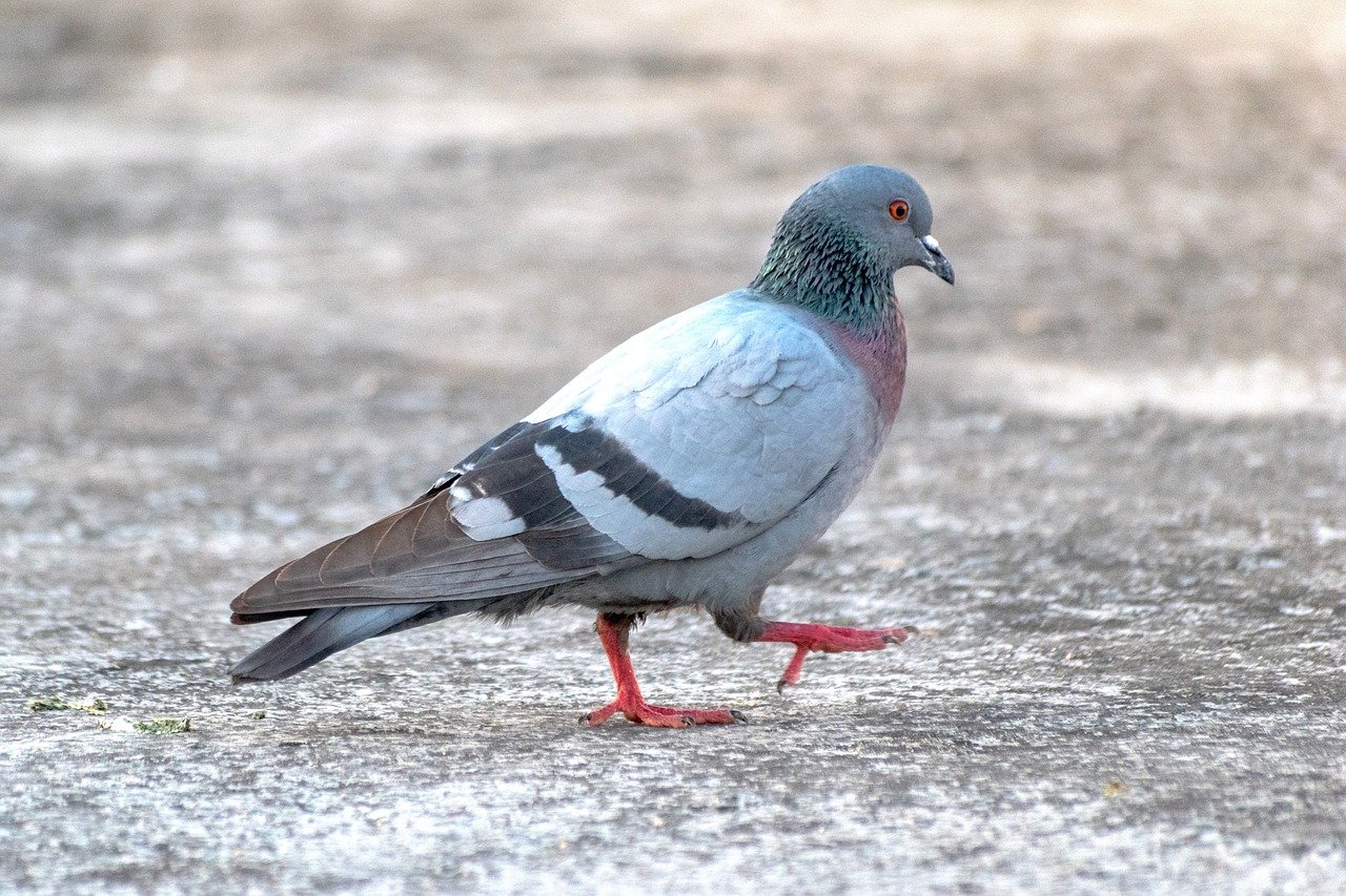 pigeon, rock pigeon, dove, bird, animal, nature, avian, ornithology, wildlife, beak, perched, birdwatching, fauna, species, plumage, feathers, columbidae, urban, perch