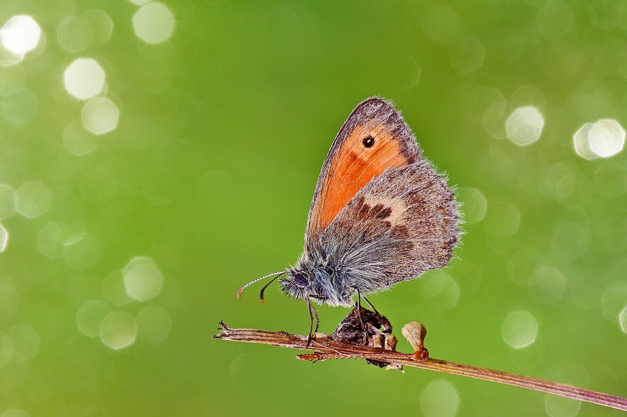 butterfly, lycaon, eye butterfly, meadow, insect, close up, wing, plant, nature, blossom, bloom, summer