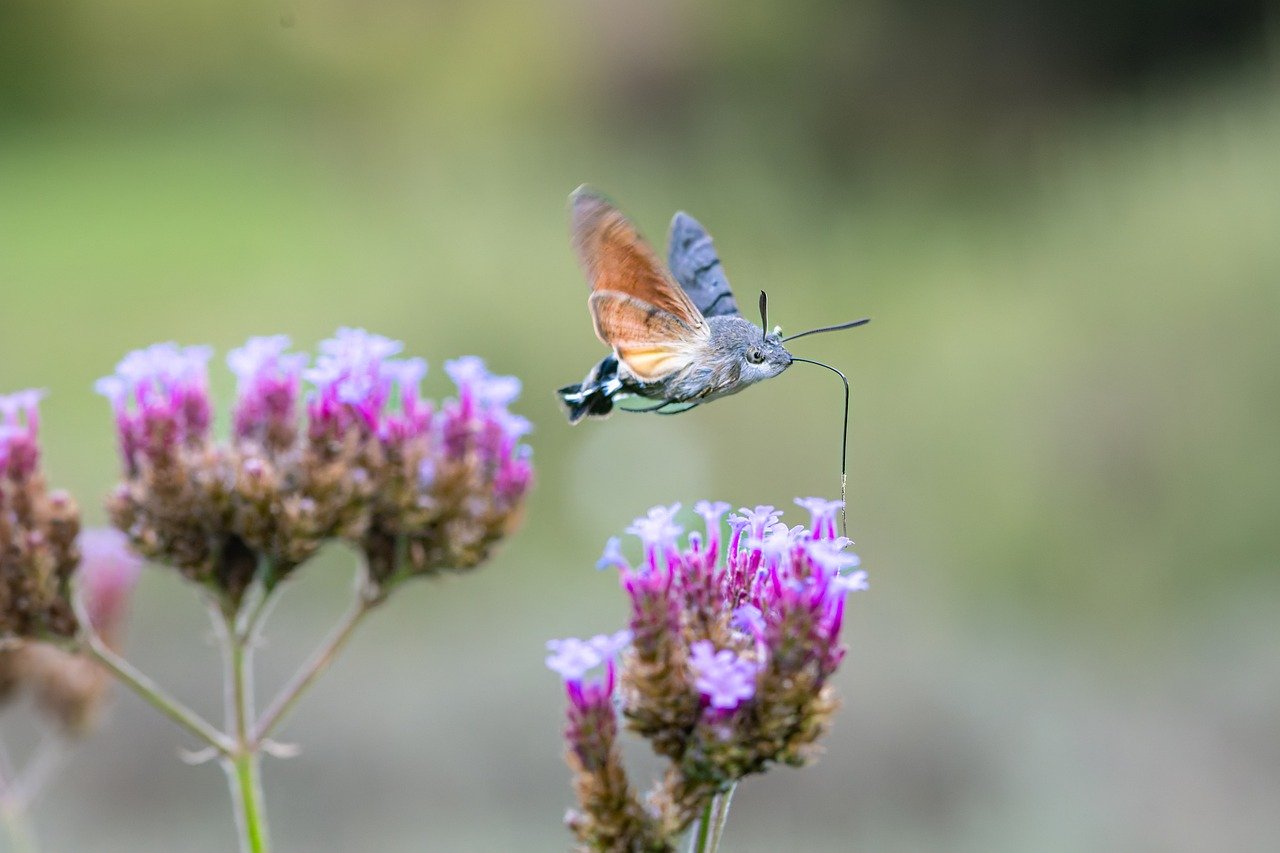 pollination, moth, blossom, bloom, verbena, nature wallpaper, hd wallpaper, beautiful nature, nature, nature background, flower wallpaper, plant, violet, flower, garden, flora, close up, beautiful flowers, hd background, full hd wallpaper, trunk, hummingbird hawk moth, flower background, butterfly, summer, flying insect, macro