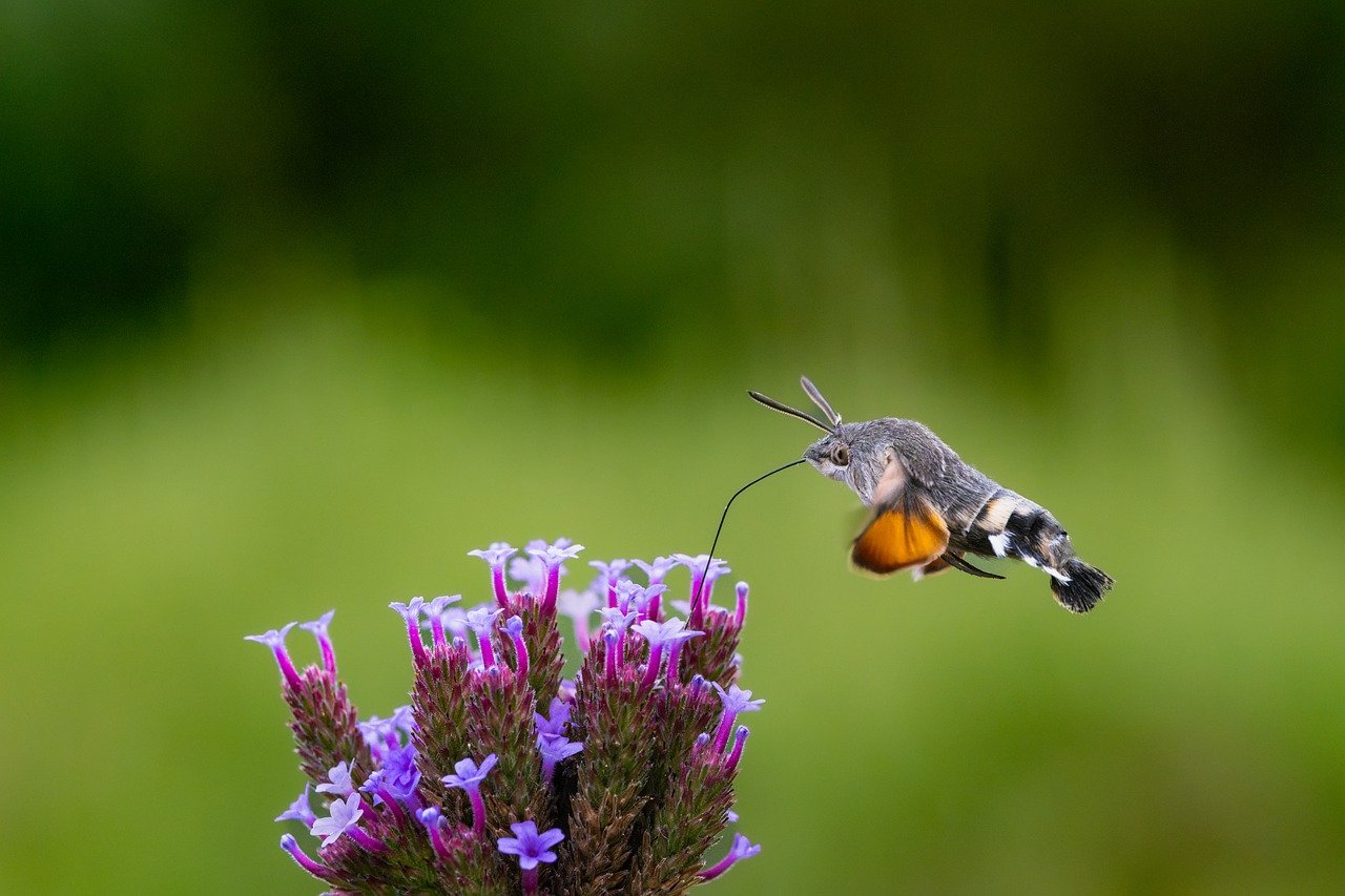 pollination, moth, nature wallpaper, blossom, bloom, verbena, nature, flower wallpaper, plant, violet, flower, nature background, garden, beautiful nature, flower background, flora, close up, hd wallpaper, beautiful flowers, hd background, full hd wallpaper, trunk, hummingbird hawk moth, butterfly, summer