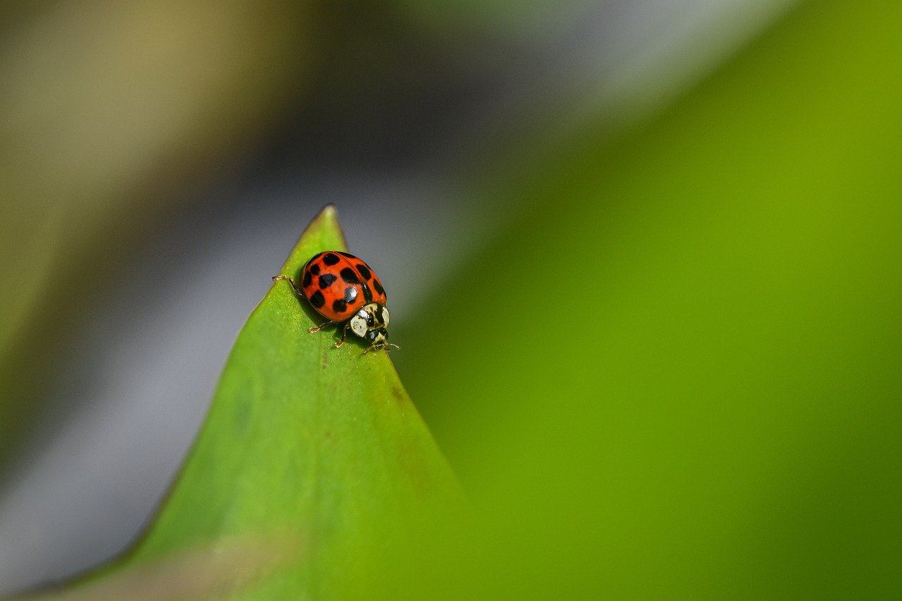 ladybug, asian, nature, beetle, insect, close up, animal, macro, fauna, summer, plant, leaf, garden, spring, entomology, species, red, green, happy