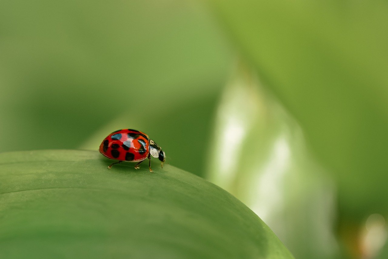 ladybug, asian, nature, beetle, insect, close up, animal, macro, fauna, summer, plant, leaf, garden, spring, entomology, species, red, green, happy