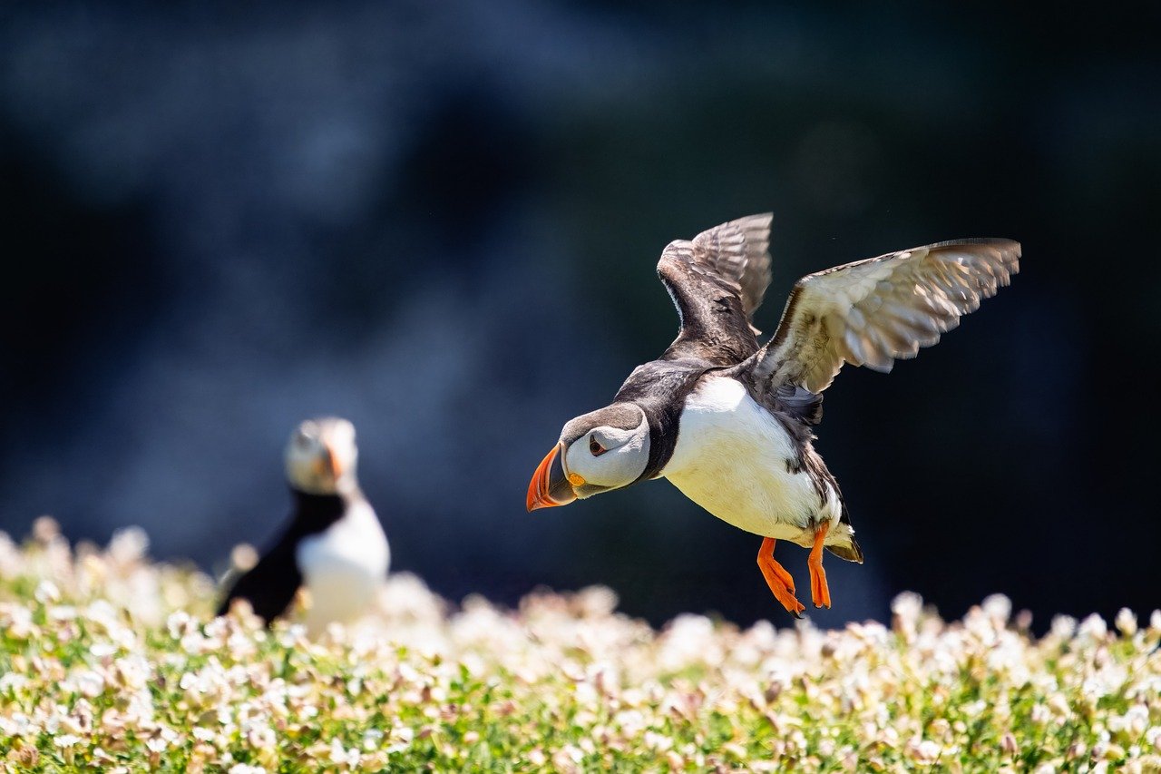 birds, nature, flower wallpaper, wildlife, puffins, beak, seabird, plumage, beautiful flowers, ornithology, avian, feathers, flight, flying, flowers, flower background, flora, campion, wildflower, sea campion